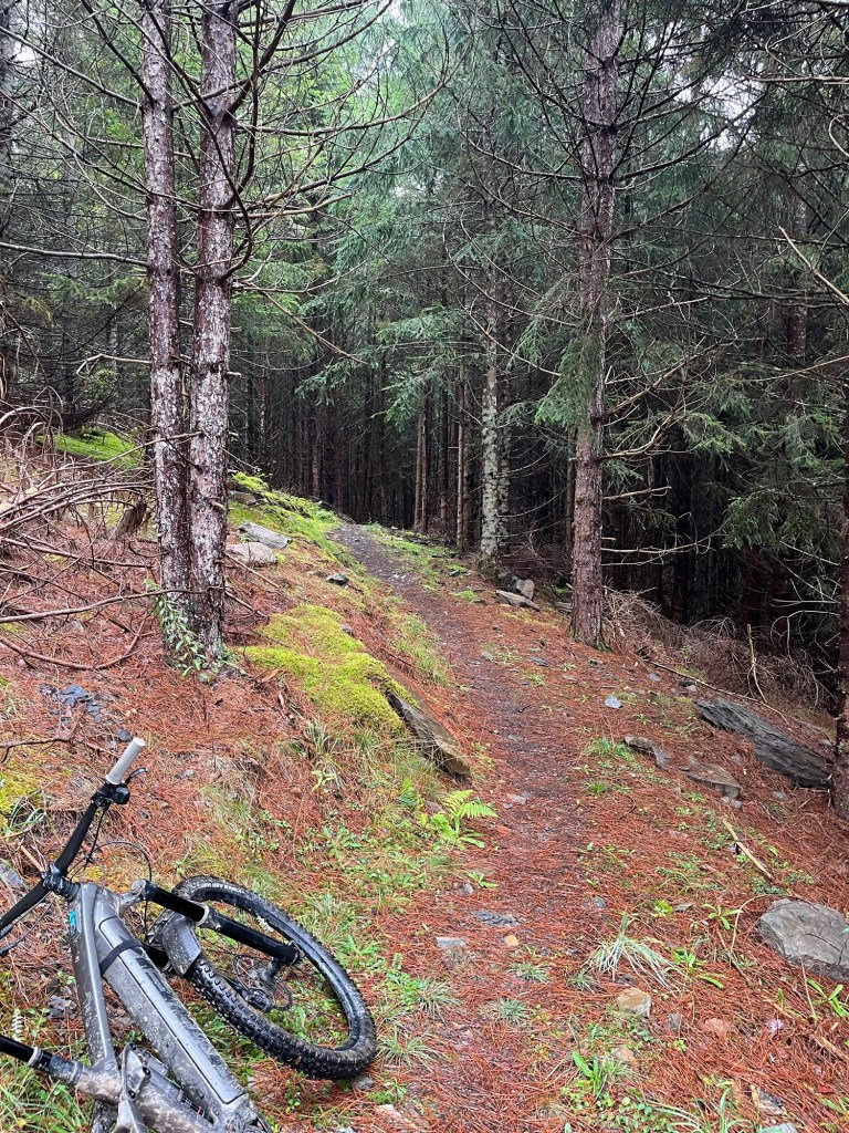 A mountain bike rests on a wooded trail surrounded by tall trees and pine needles, with patches of moss on the ground.