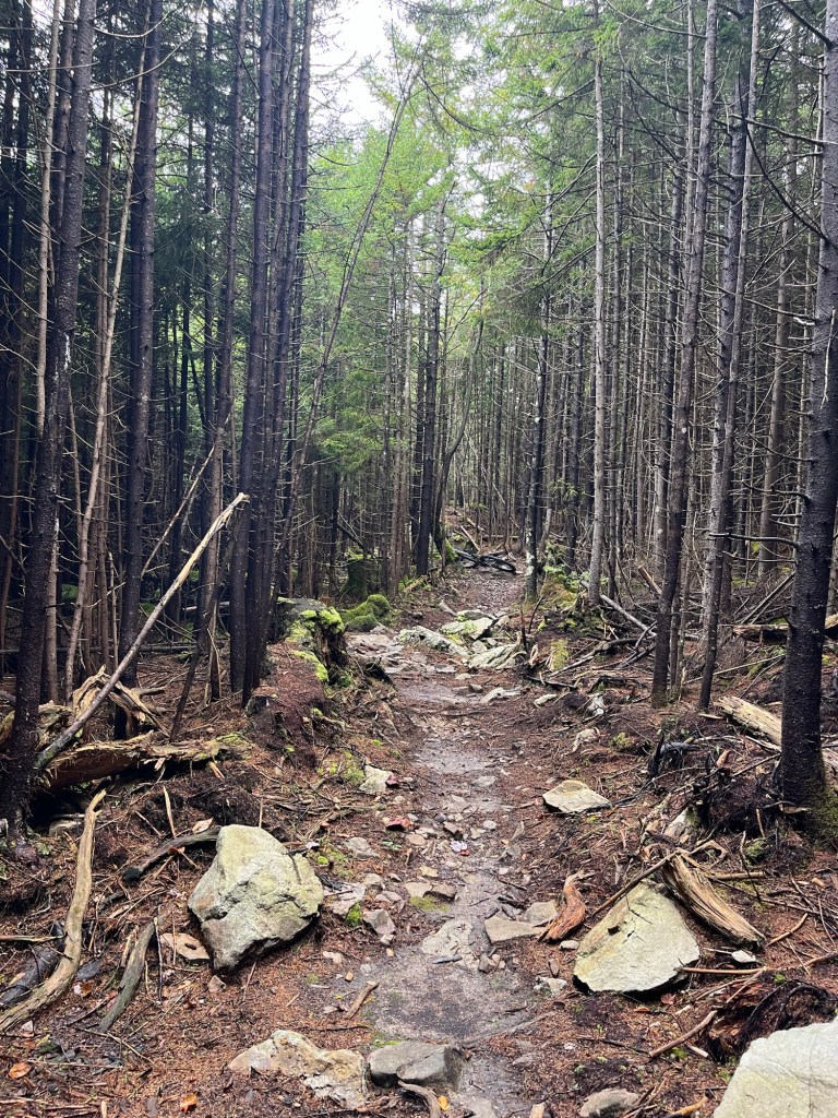 Narrow trail running through a dense forest with tall trees and scattered rocks along the path.