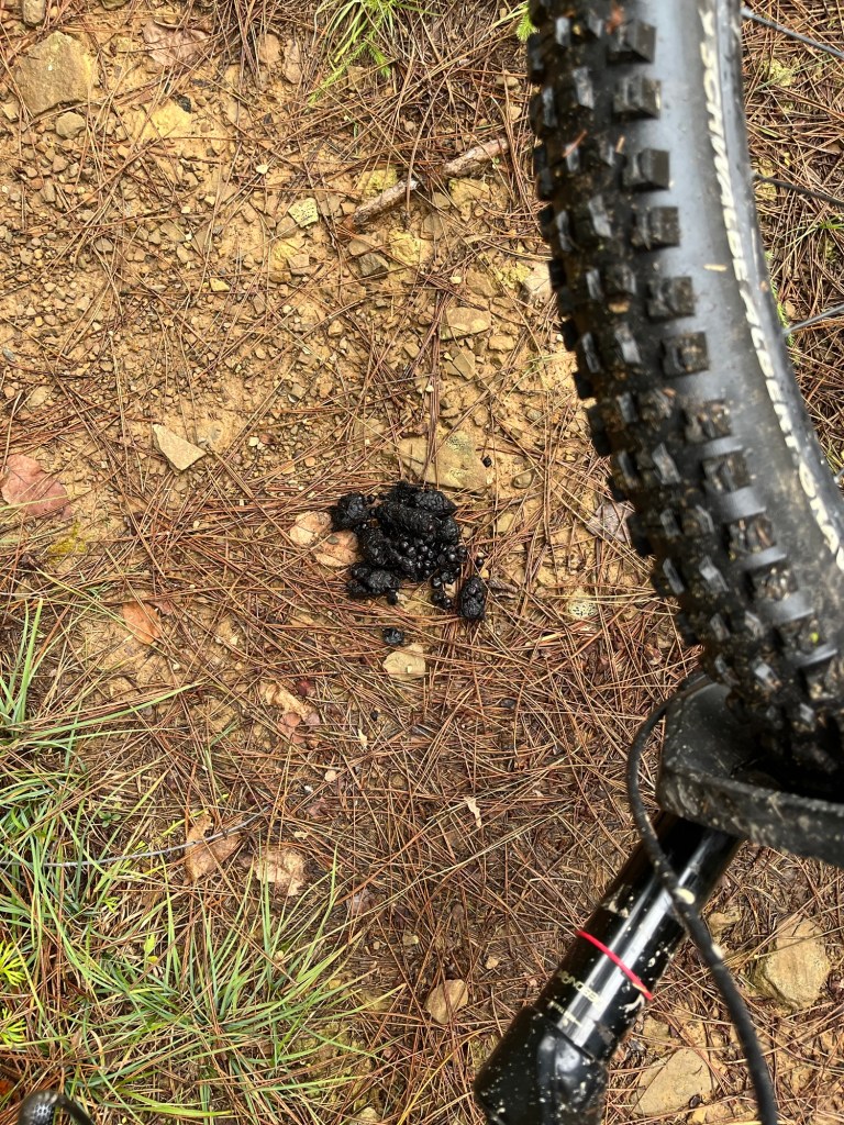 Close-up view of black animal droppings on a dirt trail, with a mountain bike tire in the frame.