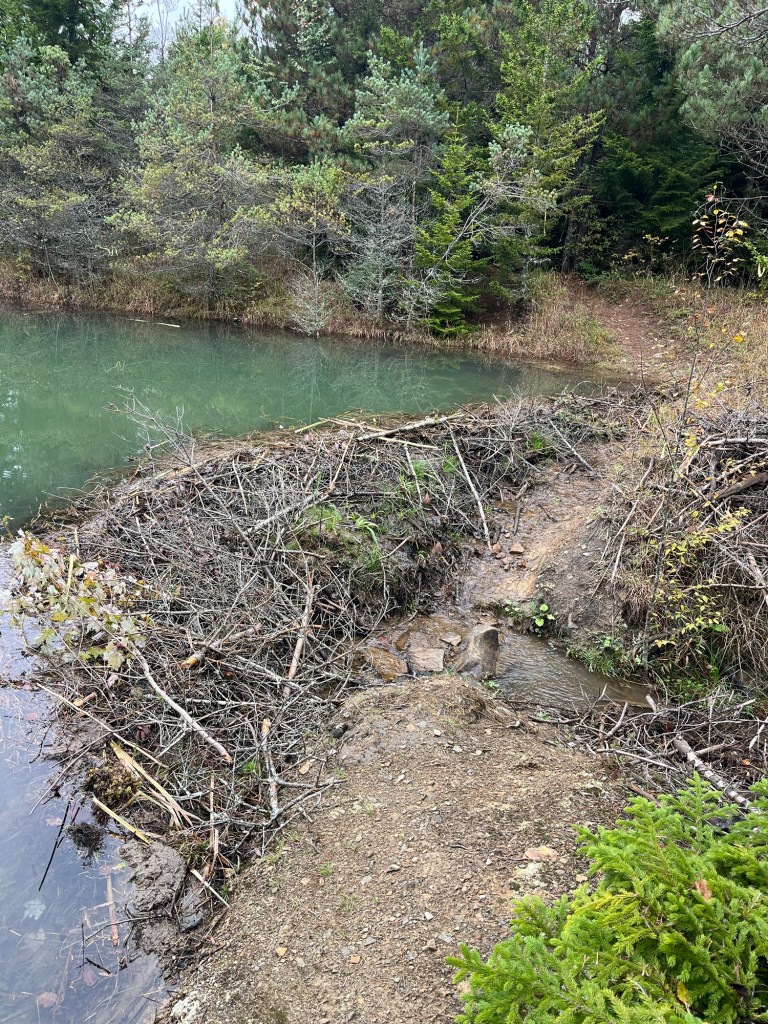 A small waterway running through a natural area, surrounded by trees and shrubs, with a beaver dam made of branches on one side.
