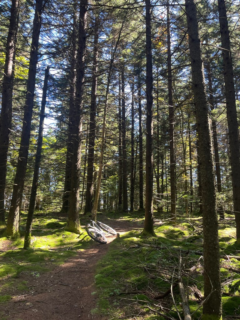 A forest path surrounded by tall trees with sunlight filtering through the branches, featuring a bicycle lying on the ground among moss and fallen branches.