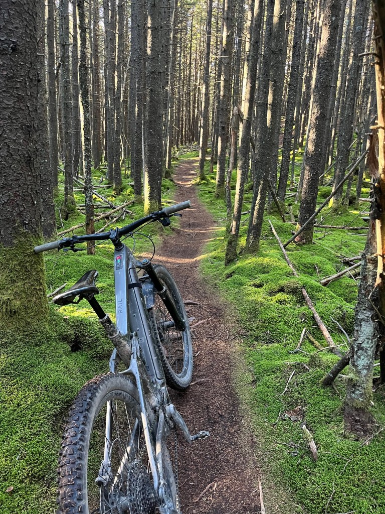 A mountain bike leaning against a tree in a lush forest with tall, straight trees and a narrow dirt path covered in green moss.