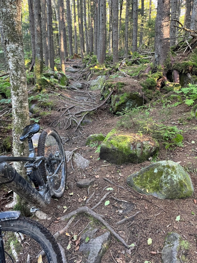 A mountain bike leaning against a tree on a rugged forest trail surrounded by tall trees, rocks, and exposed roots.