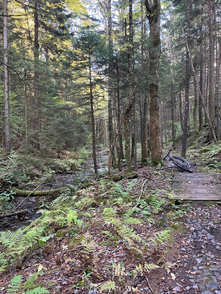 A serene forest scene showcasing tall trees and a small creek, with ferns and a bike resting on a wooden plank near the water.